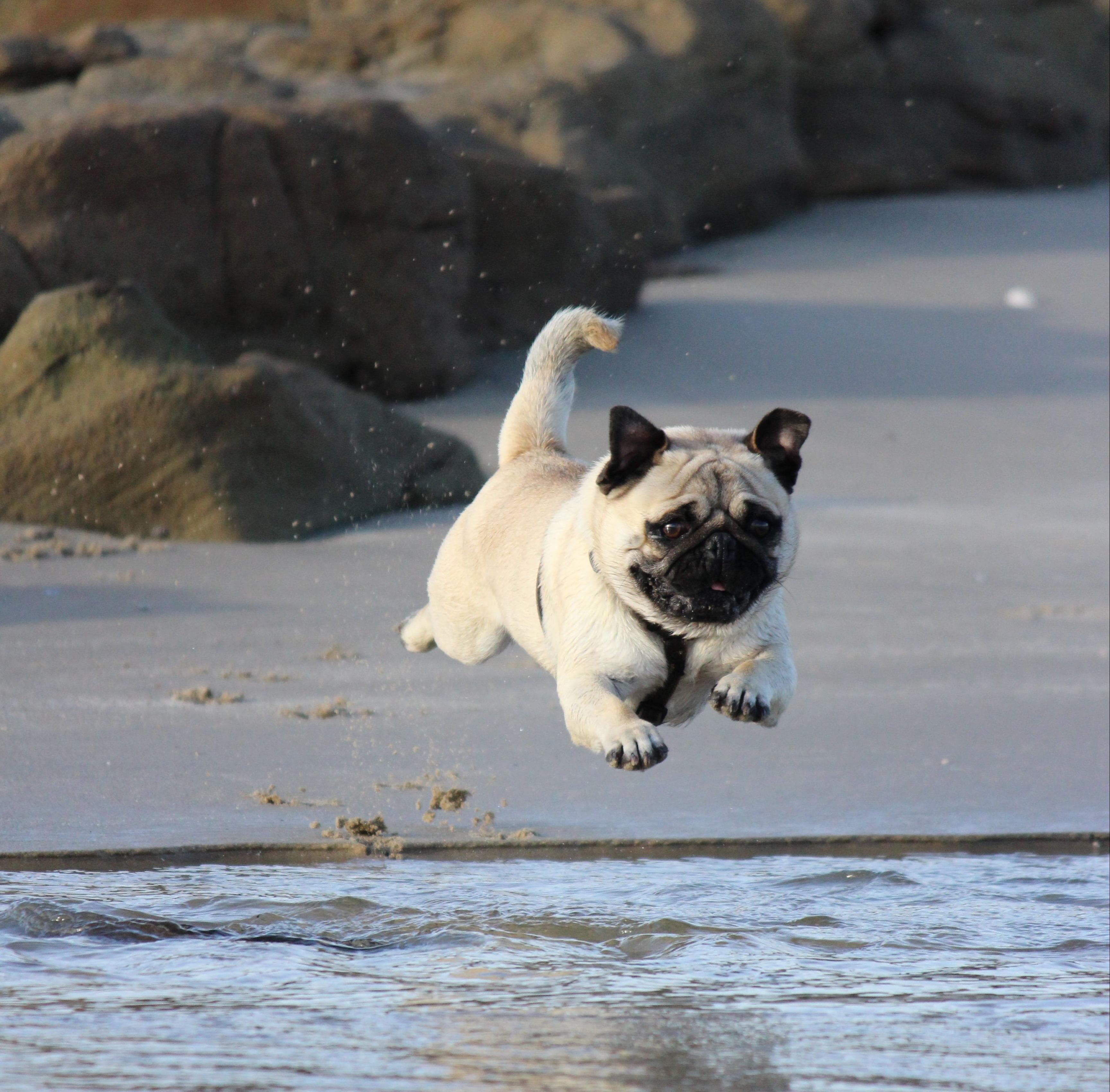 Cheerful Golden Retriever alongside its human counterpart showing the same joyful essence