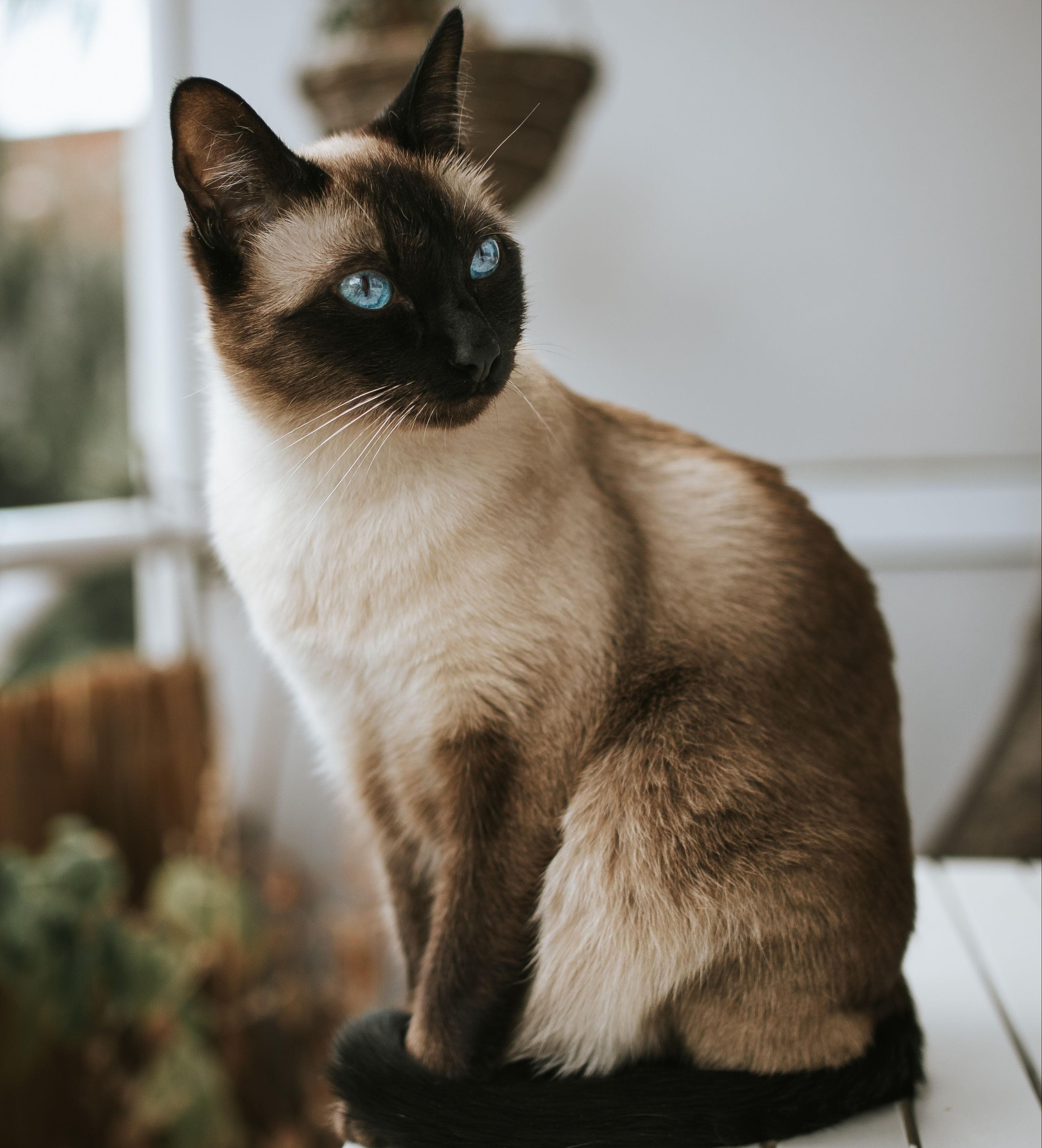 Charming French Bulldog with its human form showing the same charismatic personality